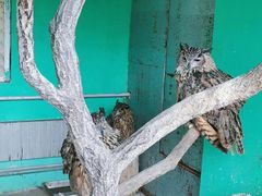 -西霞口神雕山野生动物世界