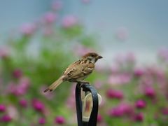 -海心沙亚运公园