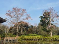 -中国科学院西双版纳热带植物园