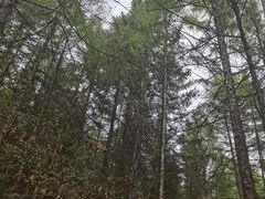 -帽儿山国家森林公园