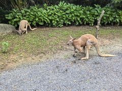 -广州长隆野生动物世界