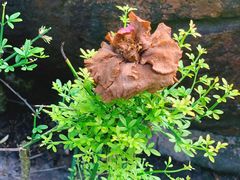 -花溪公园