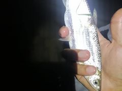 -南宁良凤江国家森林公园