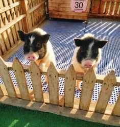 -萌宠亲子动物乐园(槐房万达店)