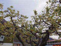 -崔家大院·特色农家菜