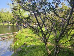 -上海共青森林公园