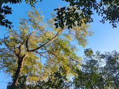 -华侨城湿地公园