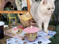 -喵屿·大理花园猫咖