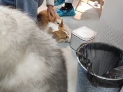 -汪说·狗咖(旺城大厦店)