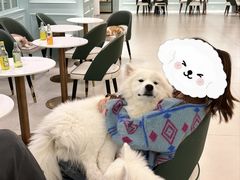 -安格丽娜·狗咖·猫咖羊驼咖(春熙路百盛商场店)