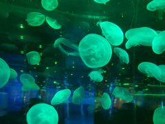 -石家庄海洋公园