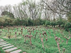 -西溪国家湿地公园