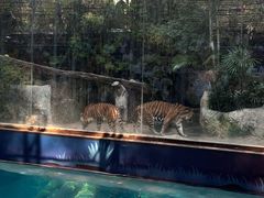 -清迈夜间动物园