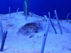 -芜湖新华联大白鲸海洋公园