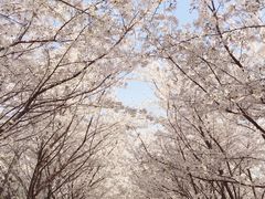 -樱花山风景区