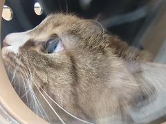 -瑞派康怡24h宠物医院·犬猫医疗中心·微创绝育(瑞景分院)