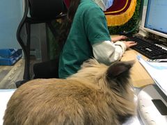 -雨林宠物医院 非犬猫异宠专科