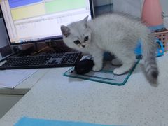 -萌兽医馆·宠物医院·猫骨科(创景店)