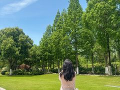-合肥滨湖国家森林公园