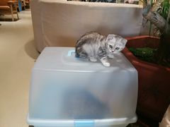 -藏猫猫咖啡主题馆(中央大道店)