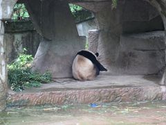 -中国大熊猫保护研究中心雅安碧峰峡基地