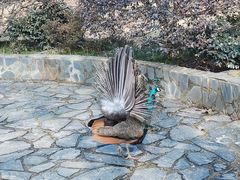 -老山国家森林公园