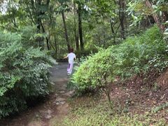 -铁山坪森林公园