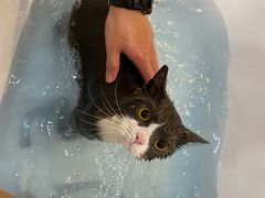 -momokira米努特·德文卷毛猫·棉花面纱犬