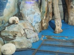 -泉城欧乐堡海洋极地世界