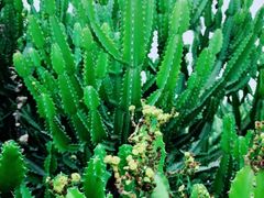 -南山植物园