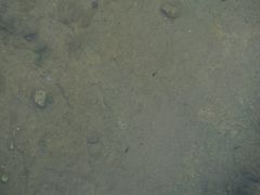 -秀丽东方