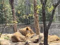 -石家庄市动物园