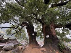 -杨家堂村