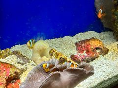 -上海海洋水族馆