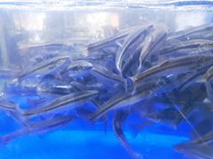 -石锅苗苗鱼(武汉首店)