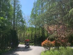 -日照海滨国家森林公园