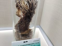 -广东中医药博物馆
