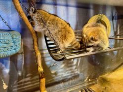 -酷嗒动物文化乐园(cutezoo西溪乐天城店)