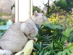 -猫小院猫主题咖啡厅(北锣店)