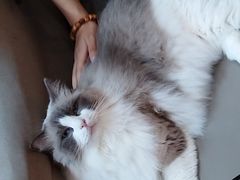 -MOCHA明星猫咖(田子坊店)