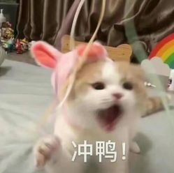 -芳妮豆丁儿童摄影(民治旗舰店)