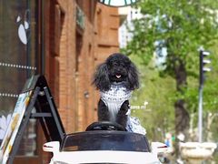 -超宠爱宠物摄影-Super pet