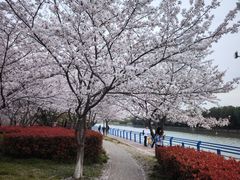 -高东镇樱花园