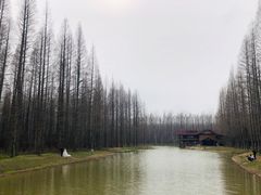 -黄海国家森林公园