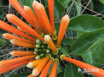 三月份最好的季节是欣赏风景和美丽的樱桃，现在正是樱花