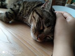 -猫的茶·猫咖
