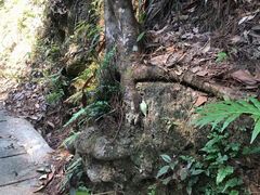 -九龙江国家森林公园