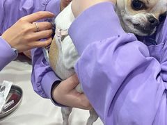 -菲尔斯特宠物医院