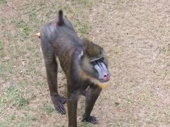 -西霞口神雕山野生动物世界