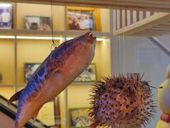 -明治屋(二十三年洪化桥店)